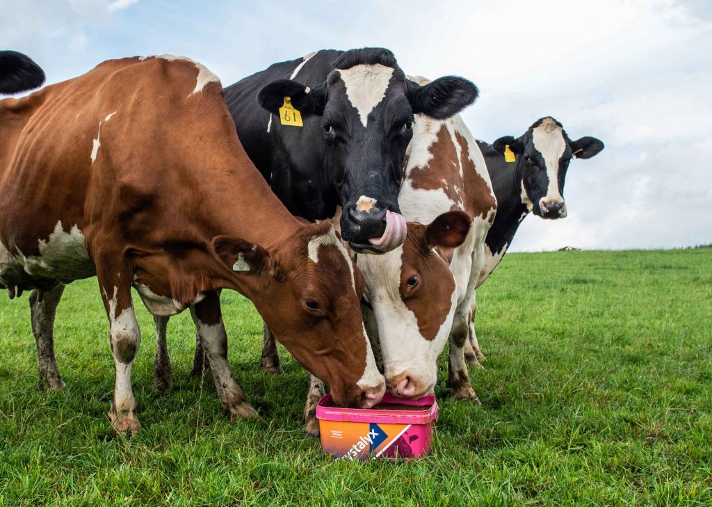 crystalyx transition 100