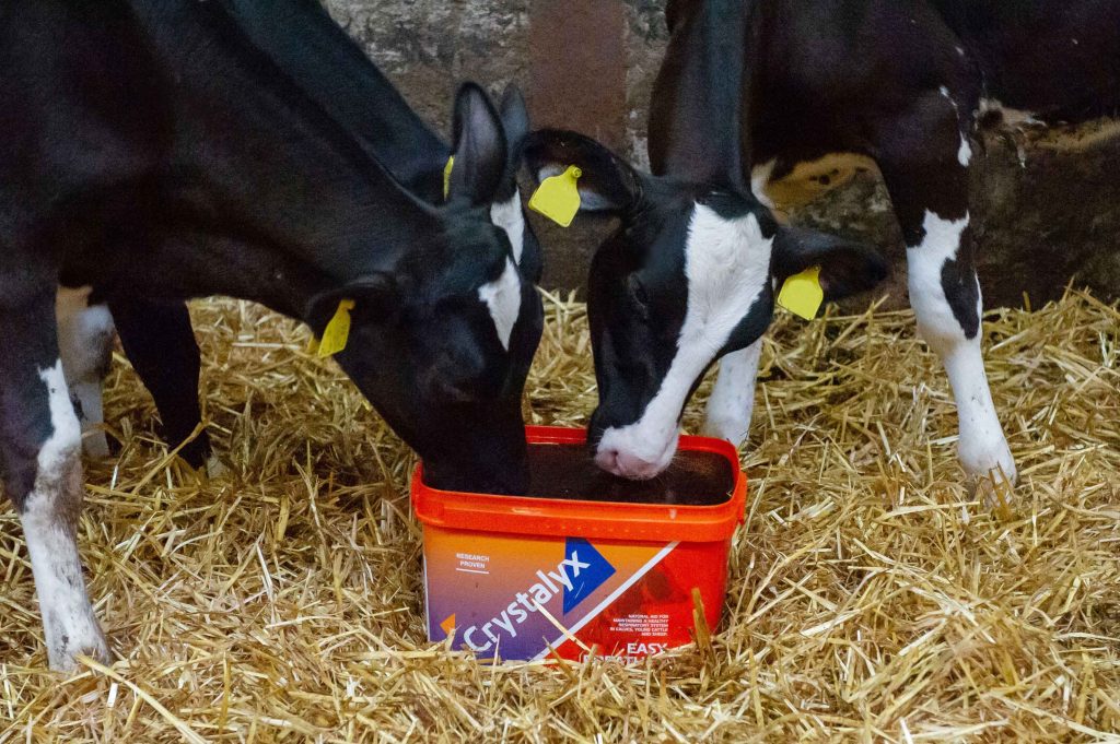 respiratory problems in young calves