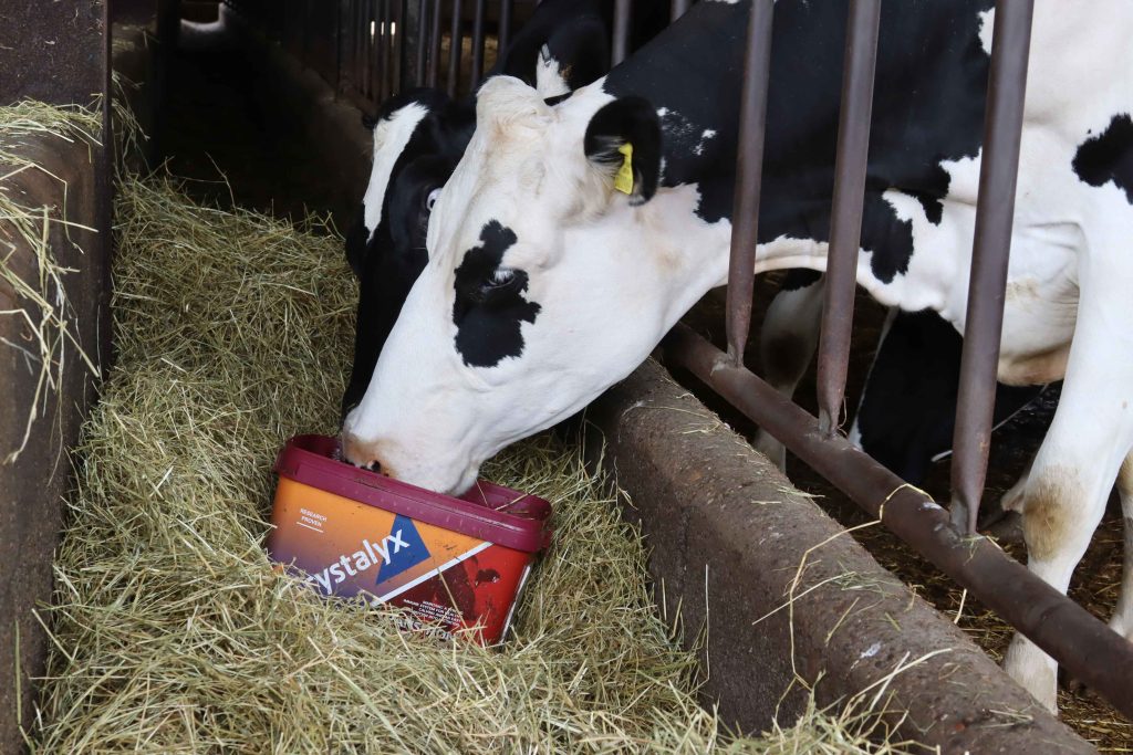 cattle mineral licks