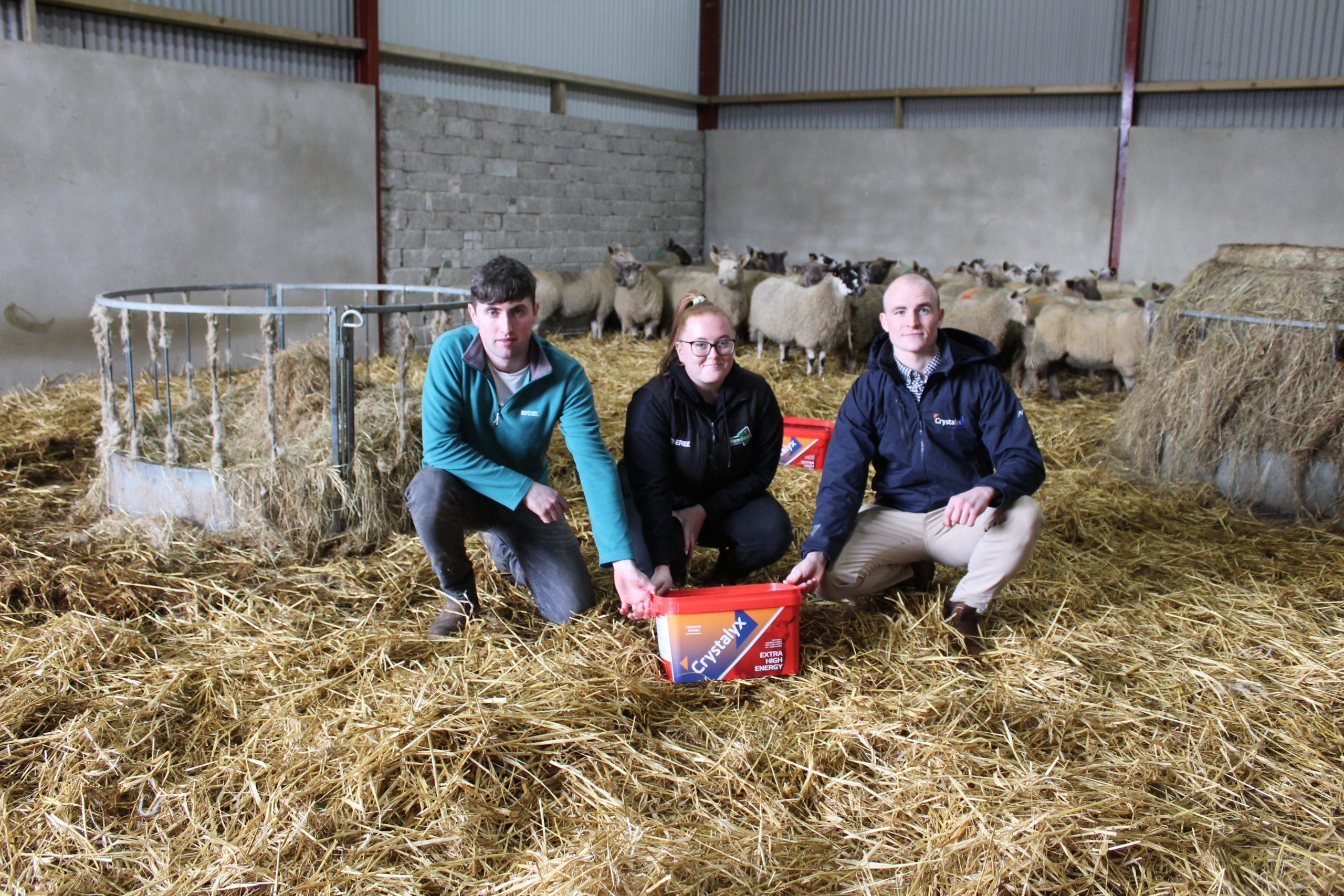 Crystalyx feed blocks for sheep