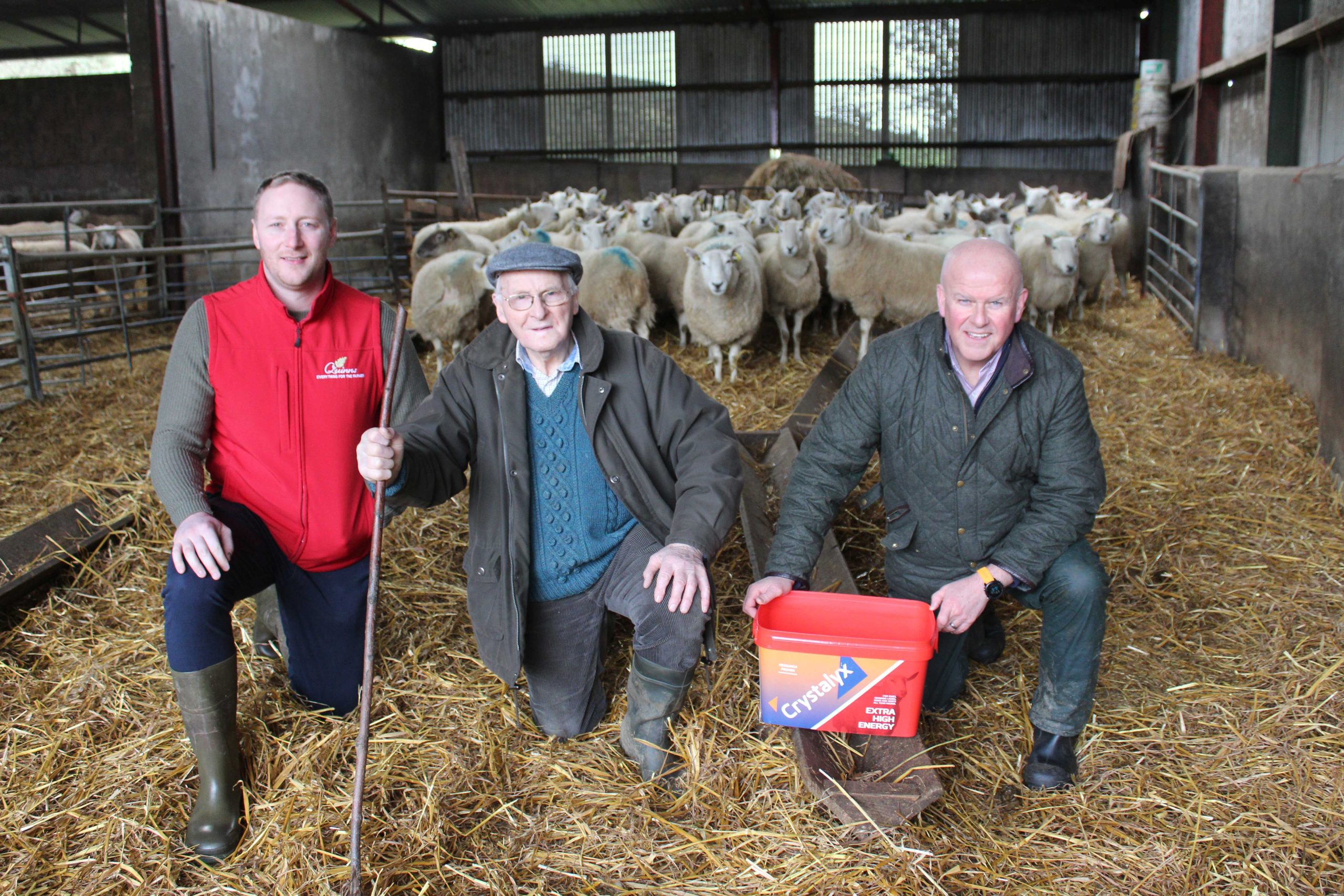 Feed blocks for sheep