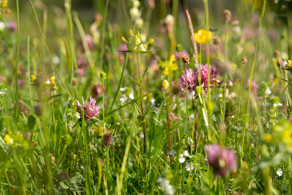 herbal lay crysyalyx