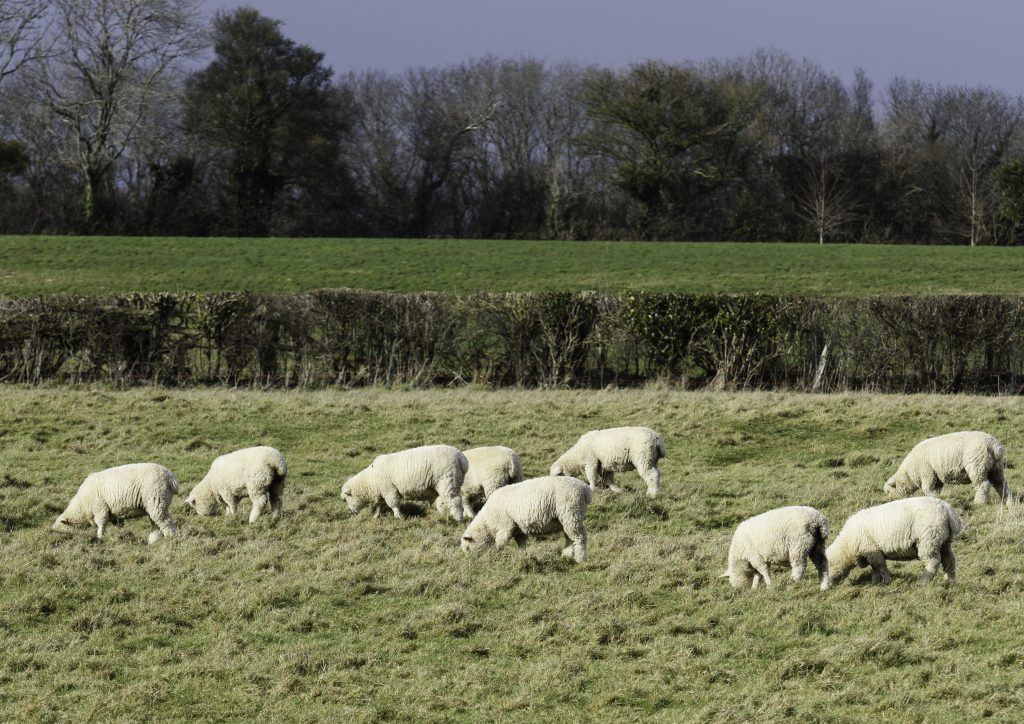 weaning lambs