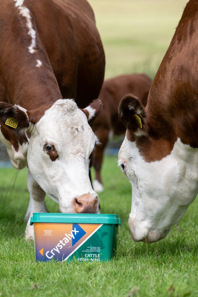 Two hereford cows with Crystalyx Cattle High Mag