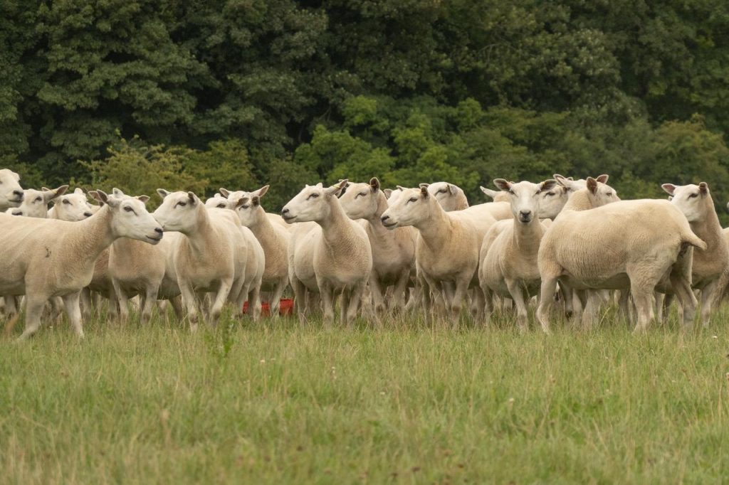 Bethan Klinkenberg's flock of pedigree Lleyn