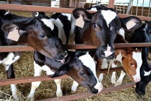 group of young calves housed indoors