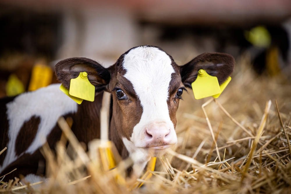 young calf laying in straw