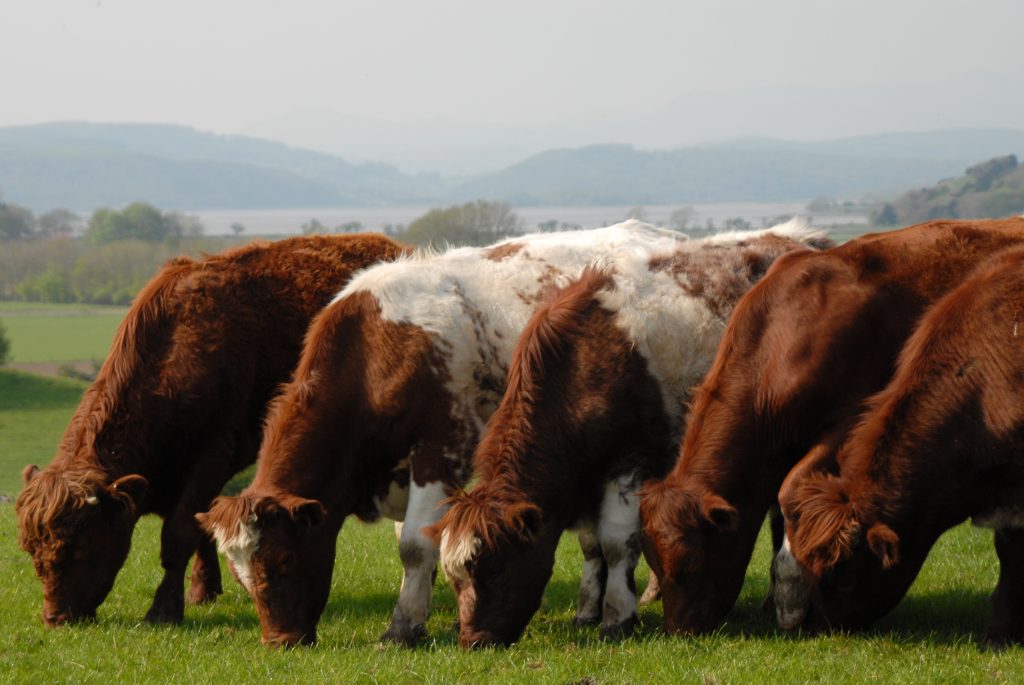 Beef shorthorn cow grazing