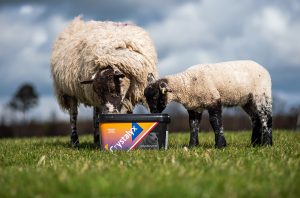 Ewe and Lamb grazing summer grass