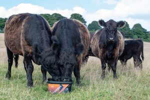 stressed cattle grazing on dry grass