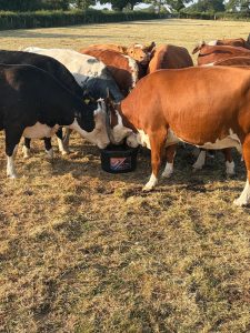 Cattle grazing dry summer grass